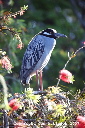 night heron